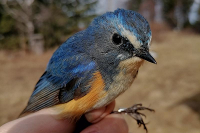 Под прицелом ученых: тысячи птиц «чипировали» в Бурятии